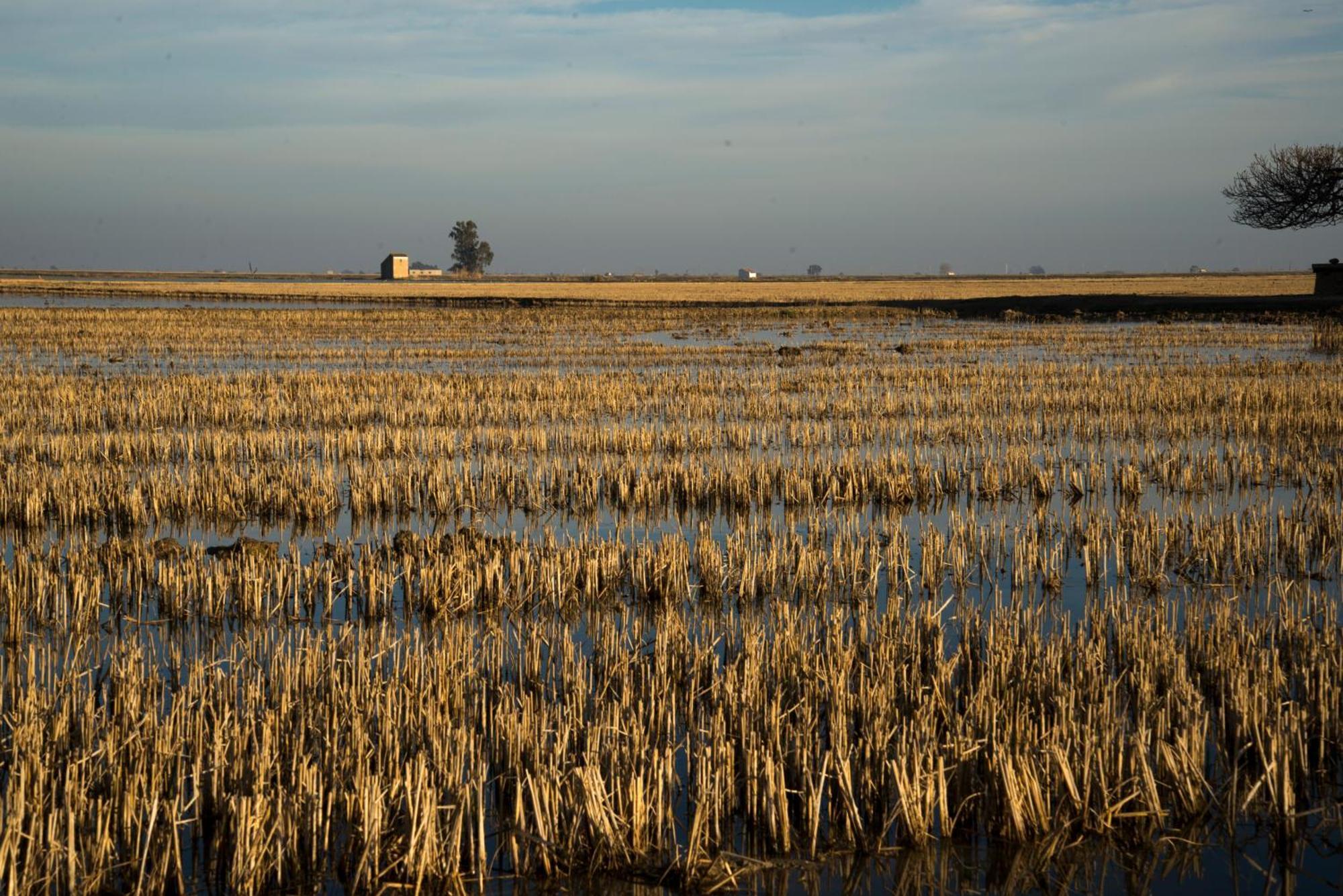 Mas Illa De Riu - Autentica Masia Del Delta Del Ebro Con Capacidad Para 20 Personas - Deltavacaciones Сан-Жауме-де-Енвежа Екстер'єр фото