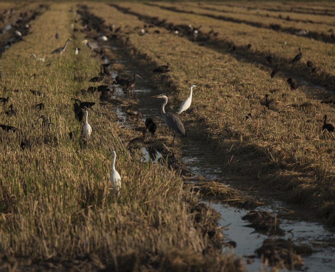 Mas Illa De Riu - Autentica Masia Del Delta Del Ebro Con Capacidad Para 20 Personas - Deltavacaciones Сан-Жауме-де-Енвежа Екстер'єр фото